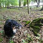 Siedlisko Na Szlaku Odry Willa *